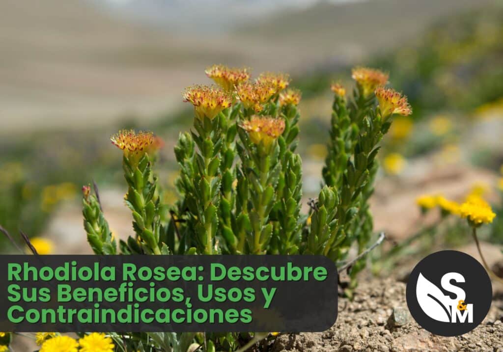 Rhodiola Rosea: Descubre Sus Beneficios, Usos y Contraindicaciones